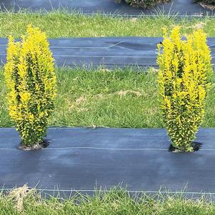 Ilex crenata 'NCIC2'