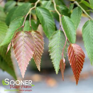 Carpinus omeiensis ''