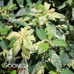 Clethra barbinervis 'Takeda Nishiki'
