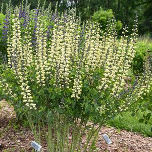 Baptisia x 'Vanilla Cream II'