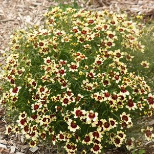 Coreopsis verticillata 'Creamy Calico'