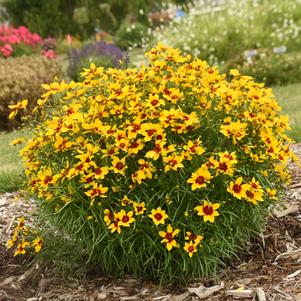 Coreopsis verticillata 'Golden Needles'