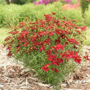 Coreopsis verticillata 'Scarlet Ribbons'
