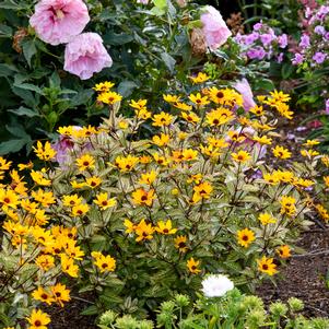 Heliopsis helianthoides 'Touch of Blush'