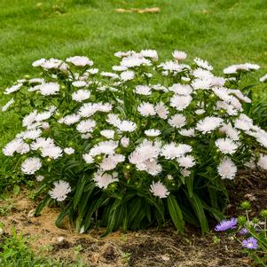 Stokesia laevis 'Whitecaps'