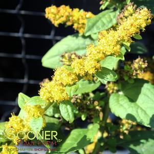 Solidago laurin 'Golden Fleece'