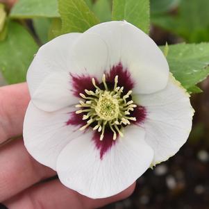 Helleborus x 'Swiss Alps'