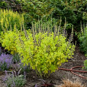 Baptisia x 'Golden Anniversary'