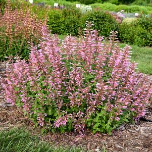 Agastache x 'Pinky Pie'