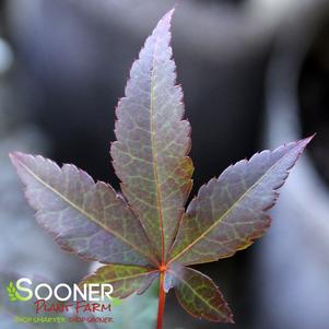 Acer palmatum 'Englishtown'
