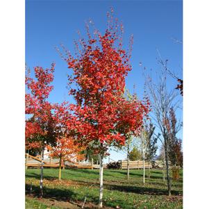 Acer grandidentatum 'JFS NuMex 3'