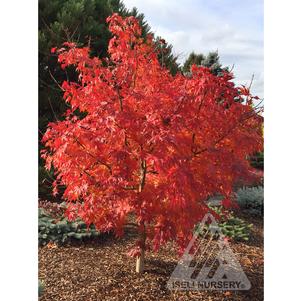 Acer x pseudosieboldianum 'ISFinFi'
