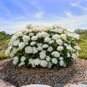 Hydrangea arborescens 'BAIful'