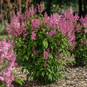Syringa x prestoniae 'Jeftini'