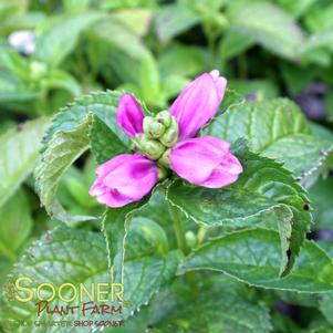 Chelone lyonii 'Hot Lips'