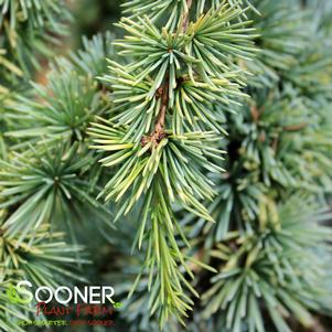 Cedrus atlantica 'Aurea'