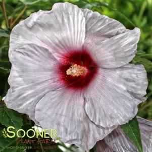 Hibiscus moscheutos 'Bleu Brulee'