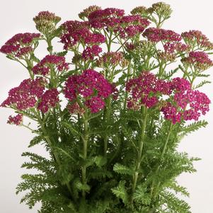 Achillea millefolium 'FLORACHRO1'