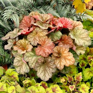 Heuchera x 'Changeling'