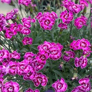 Dianthus x 'KLEDG20336'