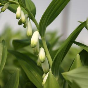 Polygonatum biflorum x nanum 'Prince Charming'