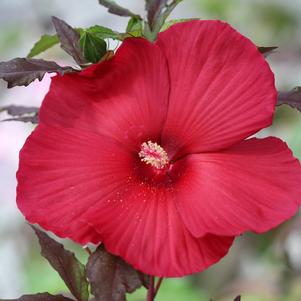 Hibiscus x 'Moulin Rouge'