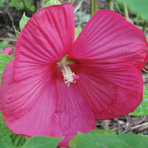 Hibiscus moscheutos 'Disco Belle Rosy Red'