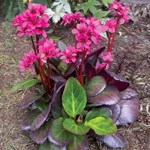 Bergenia x 'Magenta'