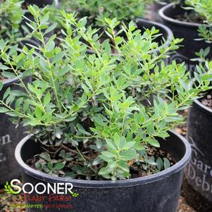 Ilex glabra 'Arnold'