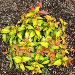 Diervilla sessilifolia '1501-11'
