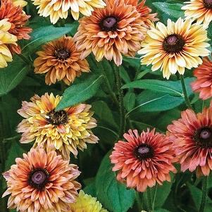 Rudbeckia hirta 'Sahara'