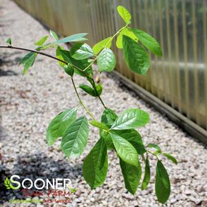 Nyssa sylvatica 'Autumn Cascade'
