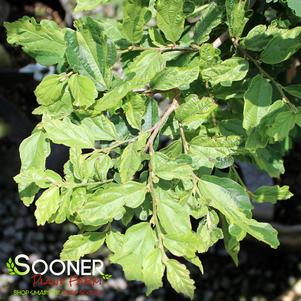 Parrotia persica 'Persian Lace'