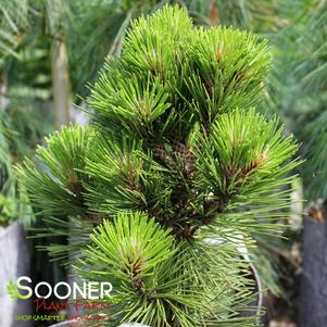 Pinus heldreichii var. leucodermis 'Banderica'