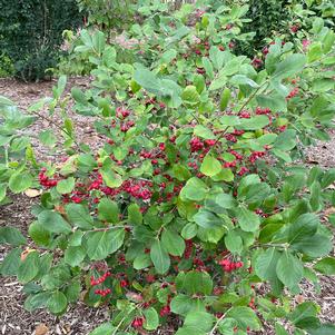 Aronia arbutifolia 'UCONNAA001'