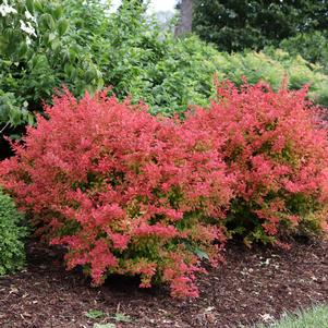 Berberis thunbergii 'NCBT4'