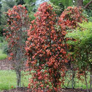 Bignonia capreolata 'SMNBFW'