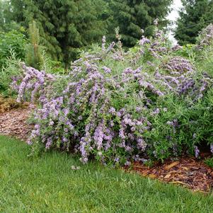 Buddleia alternifolia 'SMNBAB'