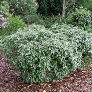 Elaeagnus x ebbingei 'NCEX1'
