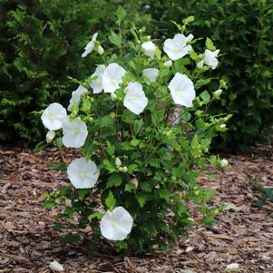 Hibiscus syriacus 'RWoods7'