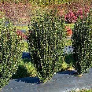 Ilex crenata 'FARROWICUPRT'