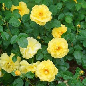 Rosa x 'CHEWgoldrush'