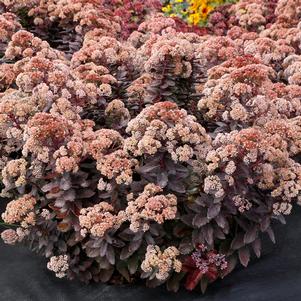 Sedum x 'Mocha Magic'