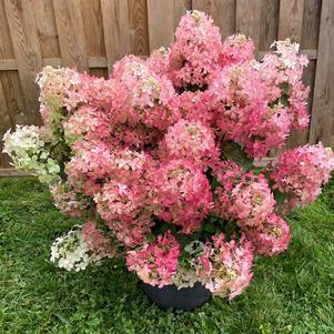 Hydrangea paniculata 'COUSTAR02'