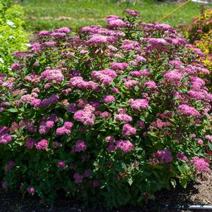Spiraea japonica 'Iceconspir'