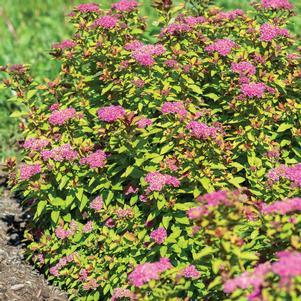 Spiraea japonica 'DAVCOP01'