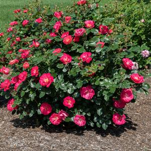 Rosa x 'SPROgreatpink'