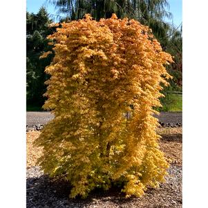 Acer palmatum 'Golden Falls'