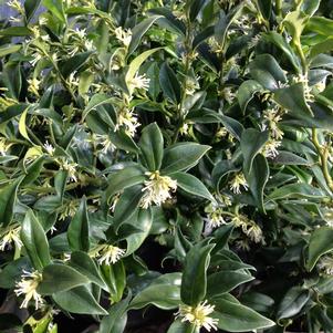 Sarcococca hookeriana var. humilis 'Sarsid2'