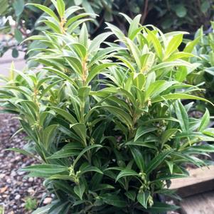 Sarcococca hookeriana var. humilis 'Sarsid1'